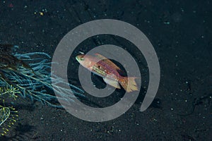 Little Maori Wrasse Cheilinus bimaculatus