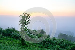 Little maple in the background of predawn fog