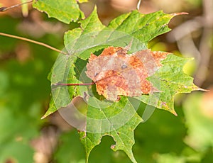 Little Maple Leaf Rescued From Falling photo