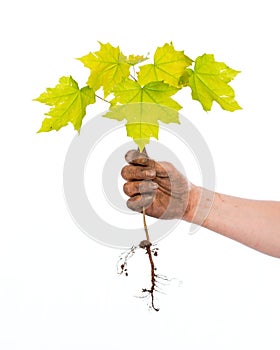 Little maple tree in a hand