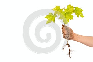 Little maple tree in a hand