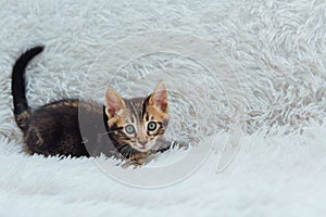 Little marble bengal kitten on the white fury blanket