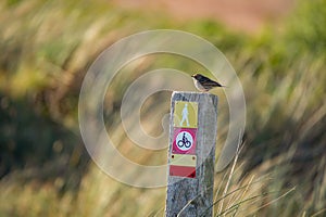 Little meadow pipit sitting on a wooden pile with icons on a colorful blurry background - Texel Netherlands