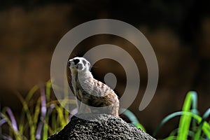 Little meerkat suricata suricatta sitting on a rock and looking around.