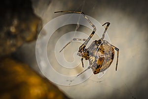 Little menacing spider