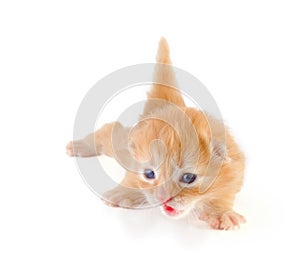 Little mewing kitten