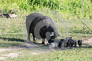 Little milk piglets with sow mother pig in grass