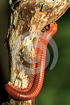 Little millipede