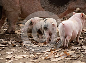 little mini pig. White miniature piglet with black blotches