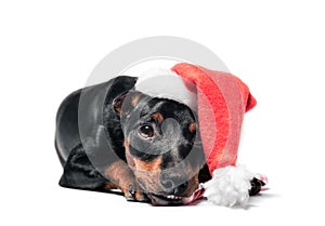 Little miniature pinscher puppy in a red christmas hat