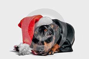 little miniature pinscher puppy in a red christmas hat