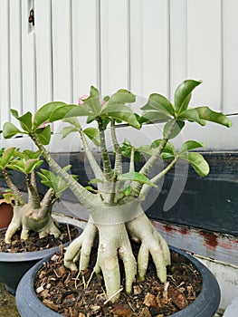 Little miniature tree Plumeria in clay pot in the evening plant Botanica