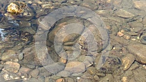 Little minnows in transparent water