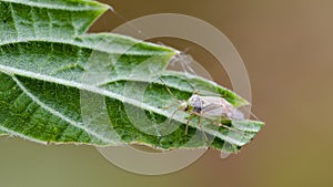 Little mirid bug sitting on leaf