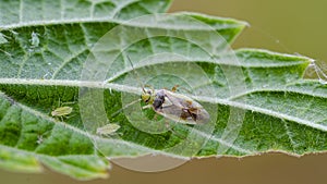 Little mirid bug sitting on leaf
