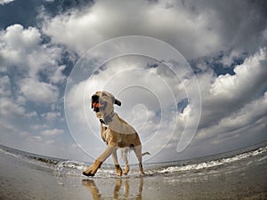 Little mixed dog playing with ball