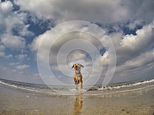 Little mixed dog playing with ball