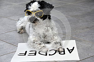 Little moggy dog learns to read