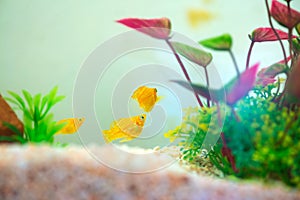 Little Molly fish, Poecilia latipinna in fish tank or aquarium