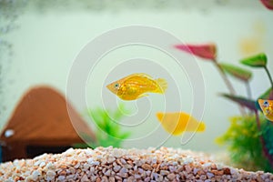 Little Molly fish, Poecilia latipinna in fish tank or aquarium