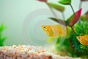 Little Molly fish, Poecilia latipinna in fish tank or aquarium