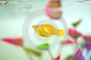 Little Molly fish, Poecilia latipinna in fish tank or aquarium