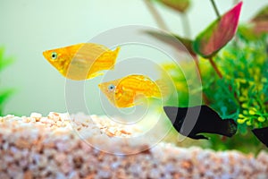 Little Molly fish, Poecilia latipinna in fish tank or aquarium