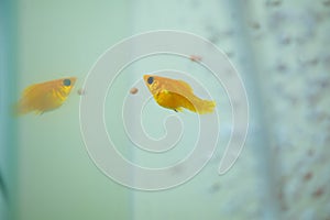 Little Molly fish, Poecilia latipinna in fish tank or aquarium