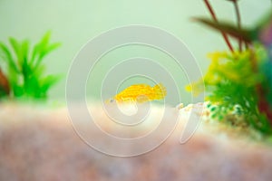 Little Molly fish, Poecilia latipinna in fish tank or aquarium