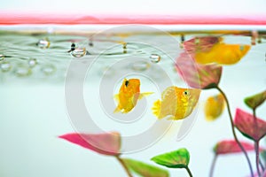 Little Molly fish, Poecilia latipinna in fish tank or aquarium