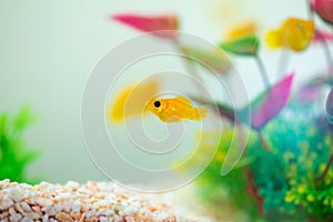 Little Molly fish, Poecilia latipinna in fish tank or aquarium