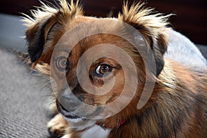 Little mongrel dog with big astonished eyes
