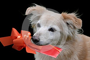 Little mongrel dog with gift in his snout