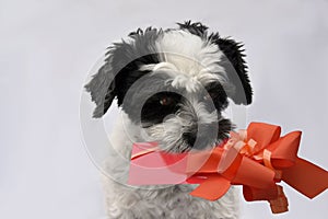 Little mongrel dog with gift in his snout photo