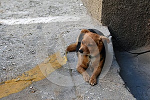 Little mongrel dog , tied inside the house , watching the street