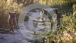 Little mongrel puppies are playing in a meadow