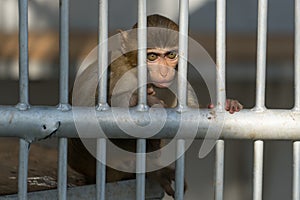 Little monkey with big sad eyes sits behind a thick grille