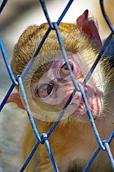 Little monkey in cage