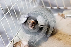 Little monkey in a cage, close up portrait