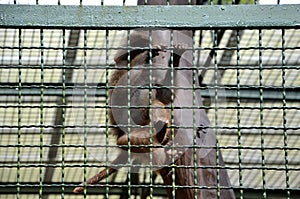 Little monkey in a cage. monkeys are closed on a green lattice. they are young and will soon reproduce in captivity