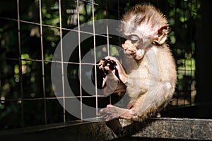 Little monkey in cage, selective focus, with dark dramatic environmanet