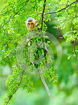 A little monkey climbs on the Pithecellobium dulce trees in the natural forest and eye contact