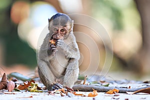 Little Monkey (Crab-eating macaque) eating fruit