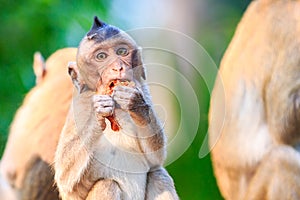 Little Monkey (Crab-eating macaque) eating fruit