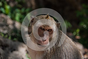 Little Monkey (Crab-eating macaque) ,Thailand