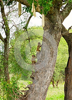 little monkey cubs climb a tree trunk in tanzania national park