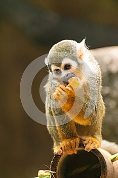 Little monkey eating fruit on tree