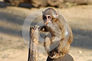 A little monkey eating an orange