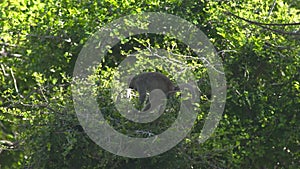 Little monkey on green tree branch in rainforest. Close up monkey sitting on branch of tropical tree in jungle. Wild