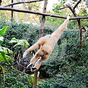 Little monkey hanging on the tree